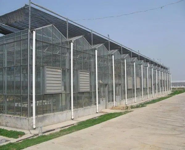 白塔連棟溫室大棚
